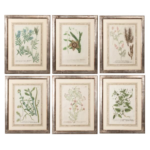 William Curtis, engraved Botanical prints hand colored